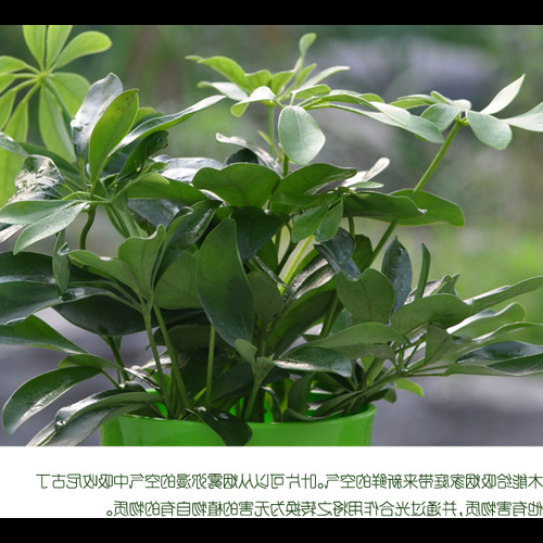 3、虎年風水吉祥物