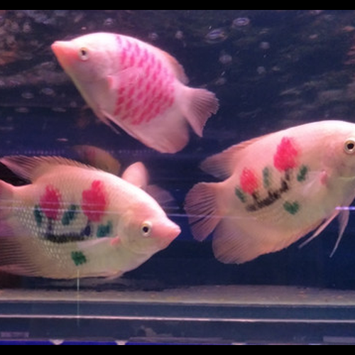 3、十二生肖風水有幾條魚好教你?
