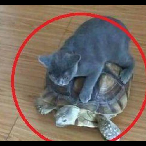 3、懷孕前夢見烏龜和可愛的貓在一個地方