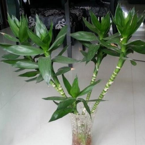 3、放在客廳的植物是更好的水培還是土壤?