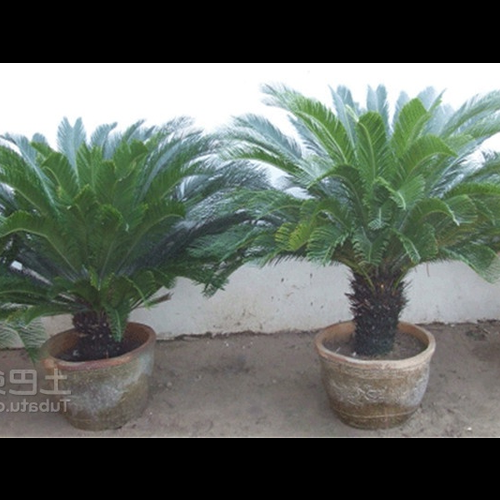 3、庭院種植蘇鐵有哪些風水注意事項
