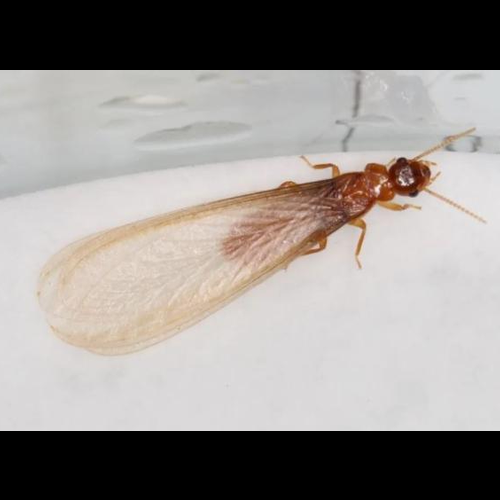 3、白蟻進屋有什麼風水徵兆?