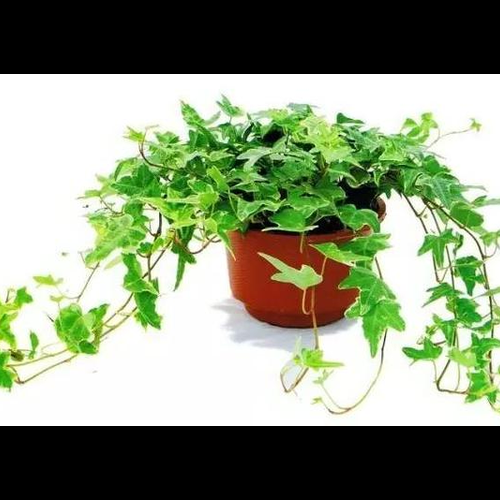 3、客廳有什麼植物,風水好植物