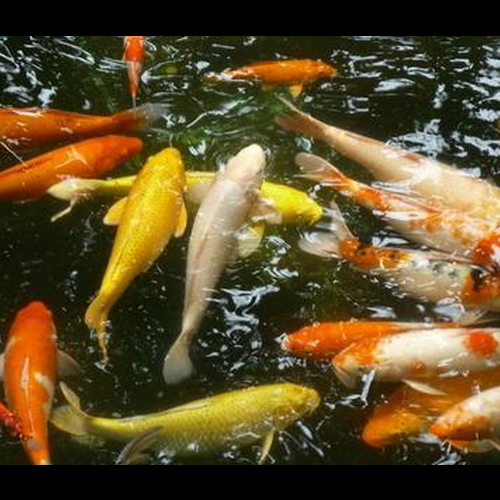 3、十二生肖的人都養什麼風水錦鯉?