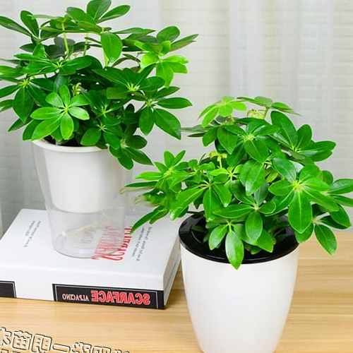 3、什麼植物適合客廳風水,什麼植物適合家裡財運