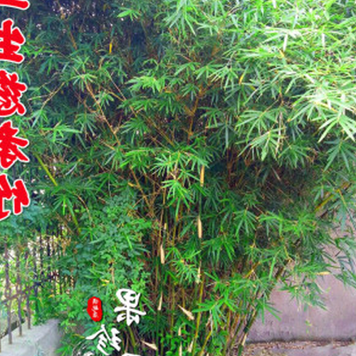 4、院子裡種竹子對風水有好處嗎?