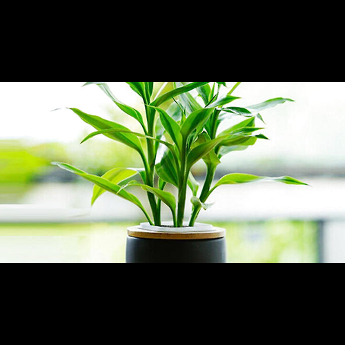 4.招財竹在風水中的作用是什麼
