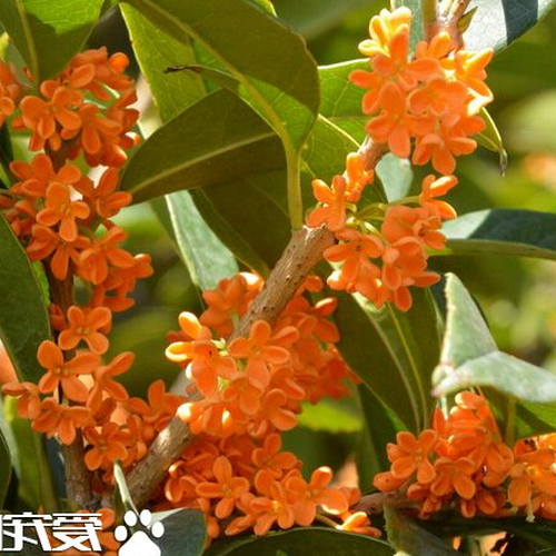 3.桂花樹的風水禁忌,為什麼不能在家裡種桂花