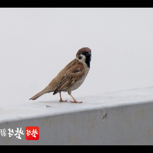 3、房子周圍麻雀的數量已經乾擾了正常的生活,我該怎麼辦?