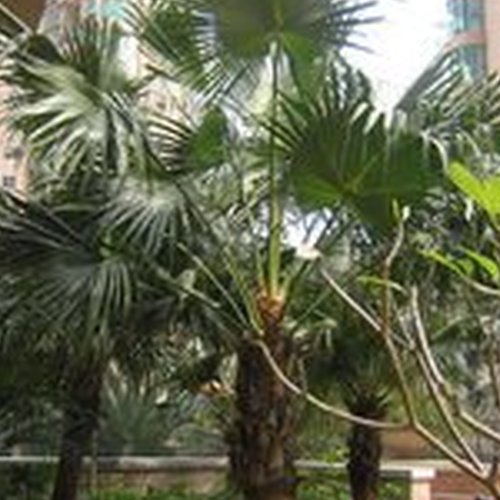 3、風水種植棕櫚樹有什麼重要性