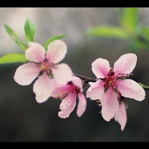 3、怎樣利用風水來剪掉爛桃花