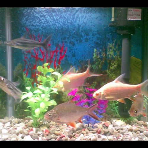 3、烏龜的風水能和魚混在一起嗎?聽說一起養不利於風水有這樣的事嗎?我的小烏龜和鸚鵡魚是一起養的