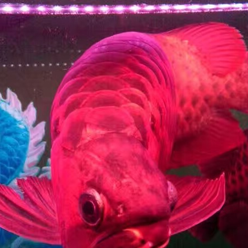 3、養風水龍魚應該怎麼做?