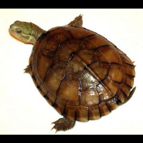 3、我的魚缸裡有7條魚和一隻黃頭龜人家說風水養9條魚就好~但是不知道烏龜是不是魚?另外,在我 80 年代的魚缸中
