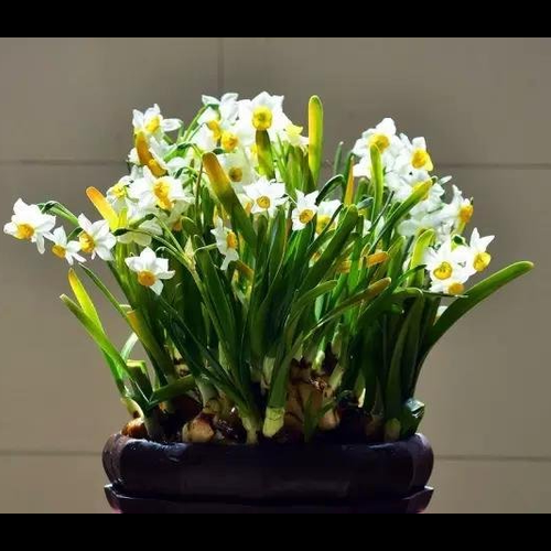 4、家裡什麼花對風水好:八種植物對財運好!