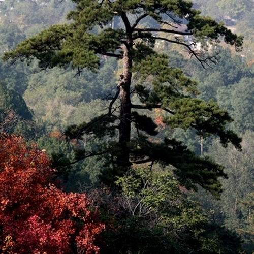 4、松樹盆景風水忌諱