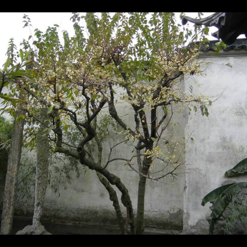 4、風水里的梅有什麼比喻,適合園藝嗎?