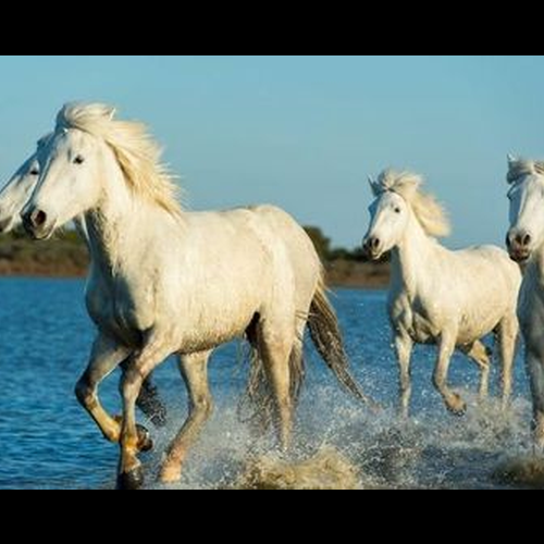 4、狗和馬是否相配 