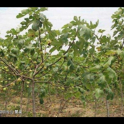 4.院子裡哪裡種無花果樹對風水有好處