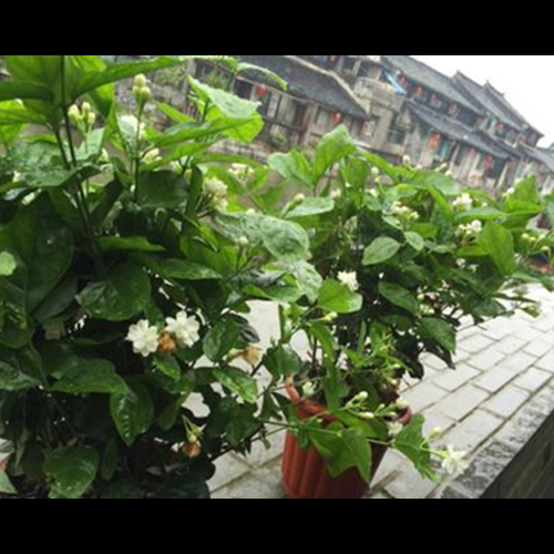 4、茉莉可以在家種嗎?