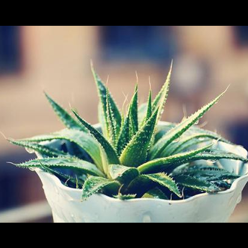 4、從風水的角度來看,盆栽蘆薈可以放在房間裡嗎?如何把它收起來?