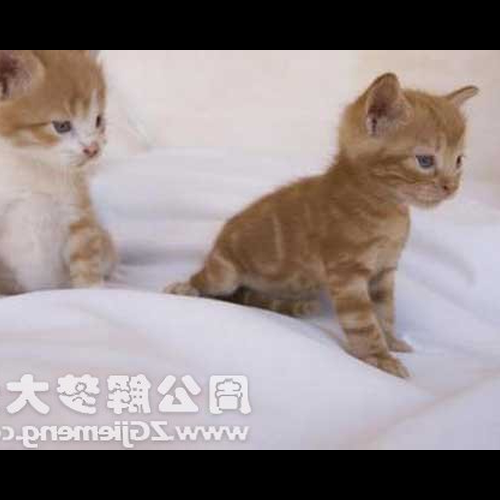 4、夢見一隻大貓生了很多小貓,小貓都鑽進我的衣服裡?