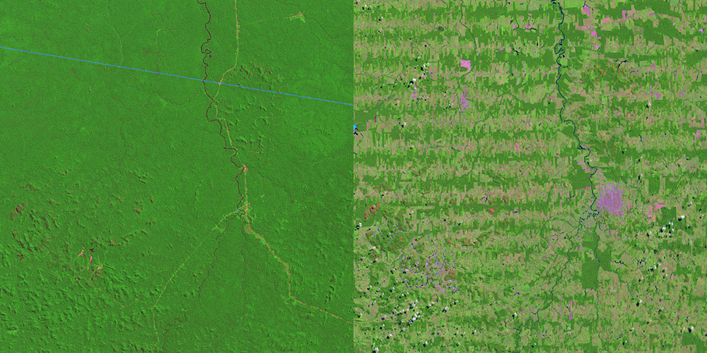 Regnskovens træer nedfældning