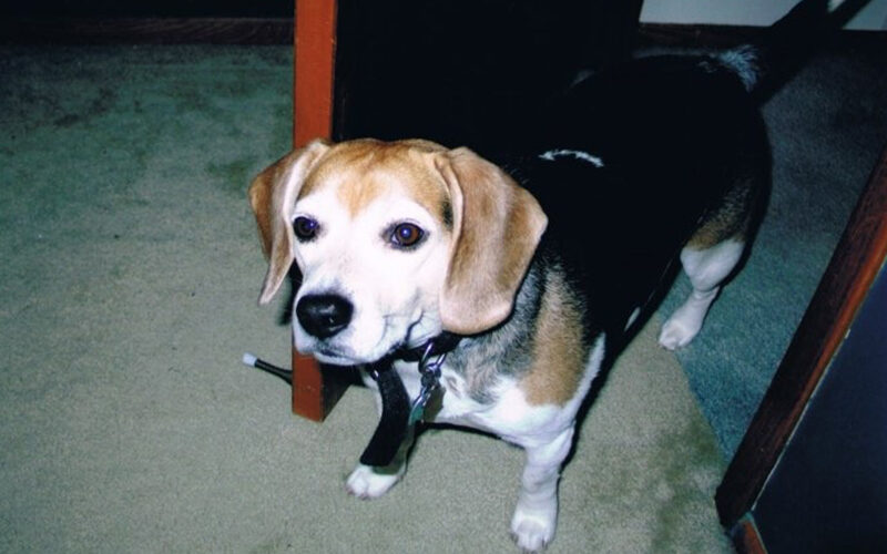 Louie, a mischievously lovable beagle
