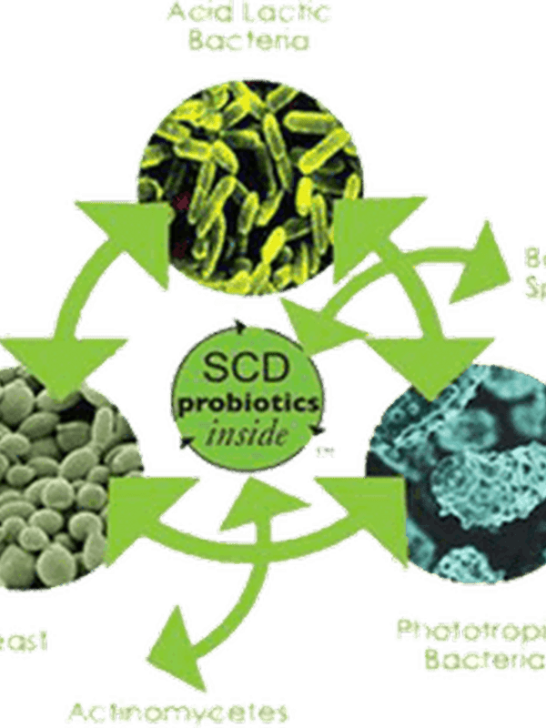 Produse probiotice SCD