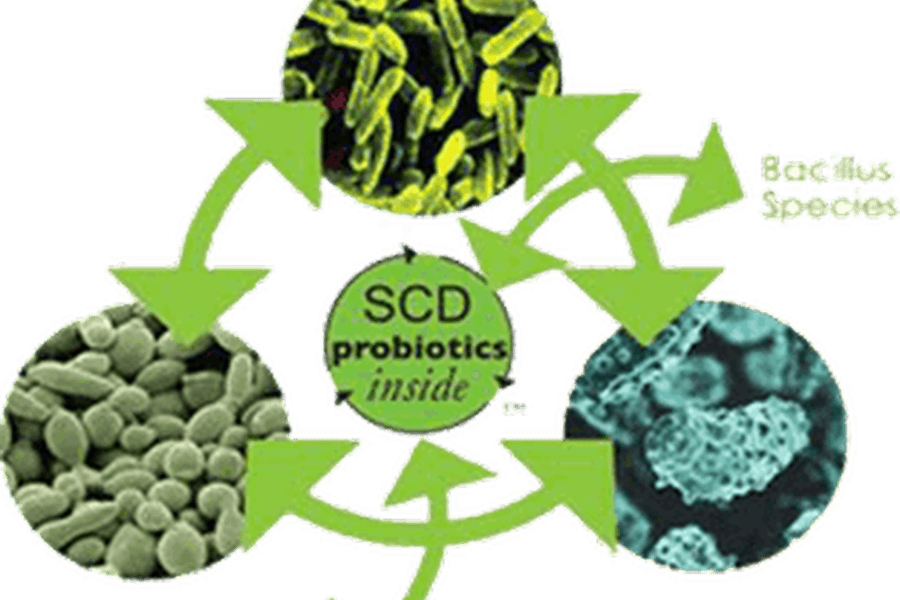 Produse probiotice SCD