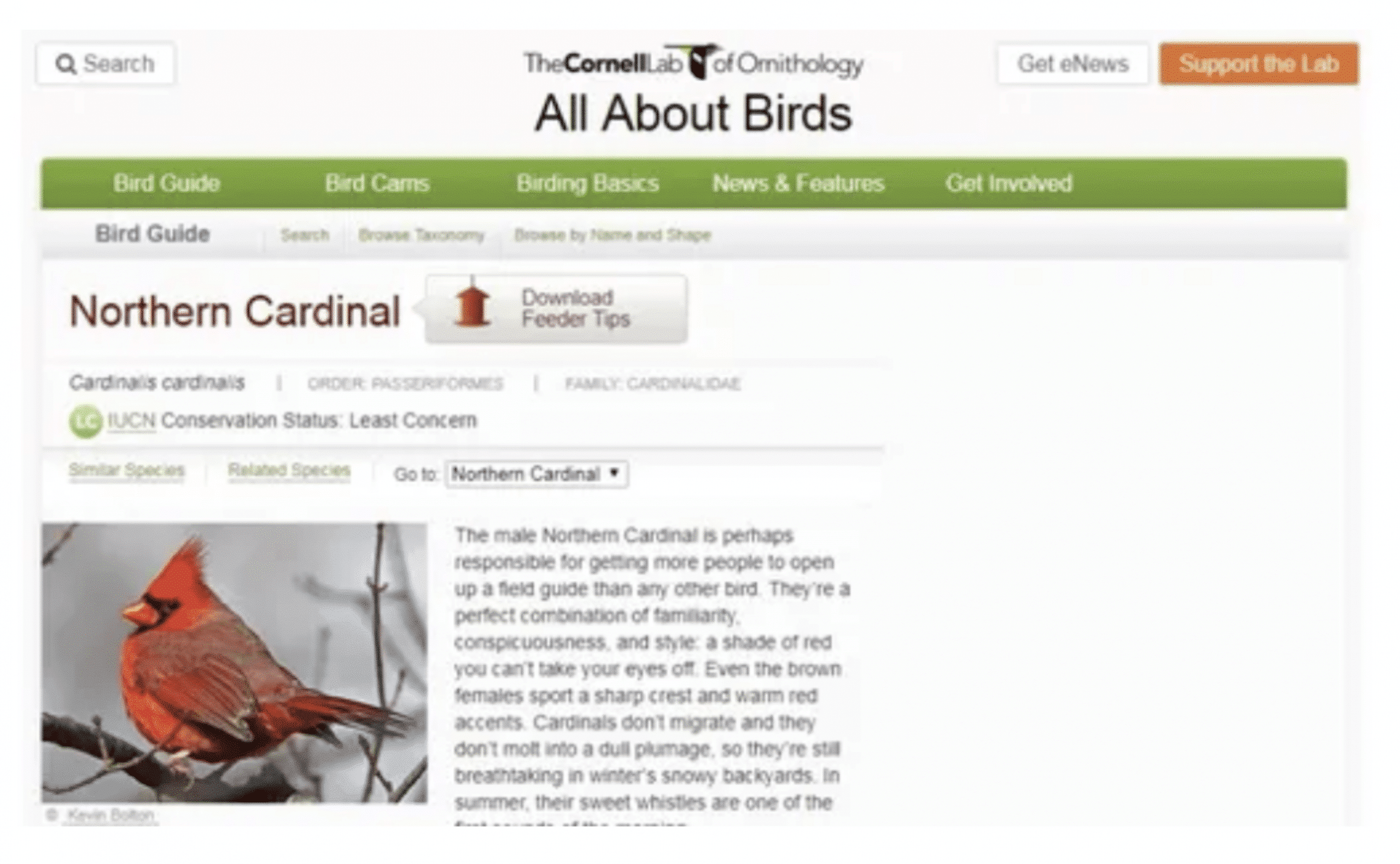 all about birds website