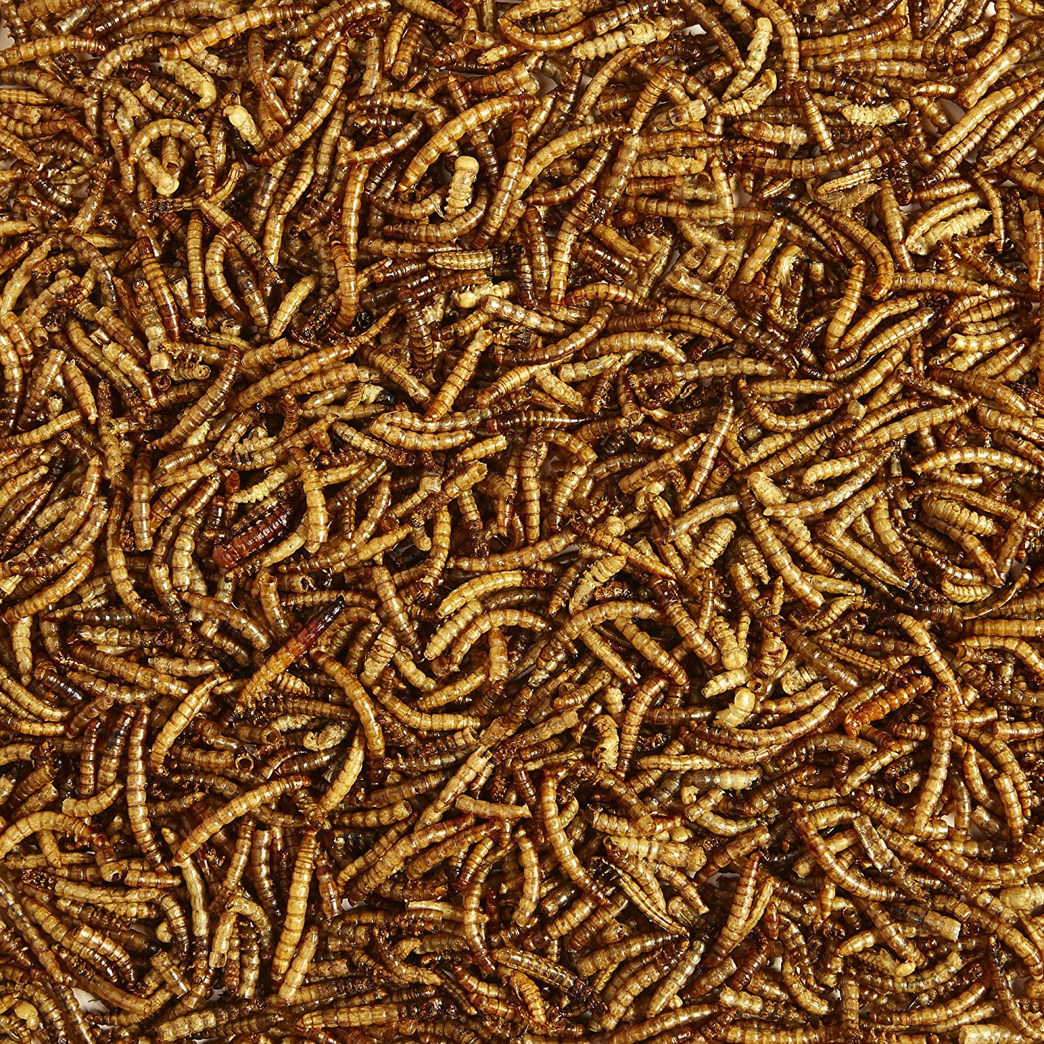 Mealworms