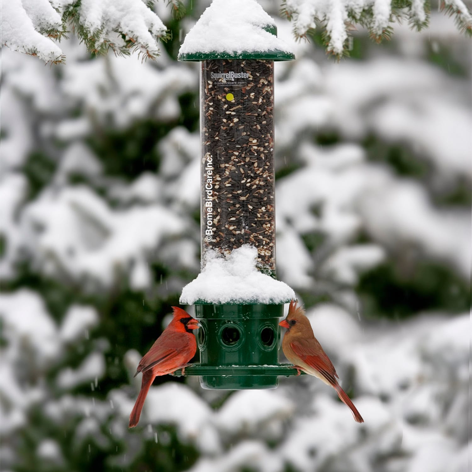 Squirrel Proof: Bird Feeders