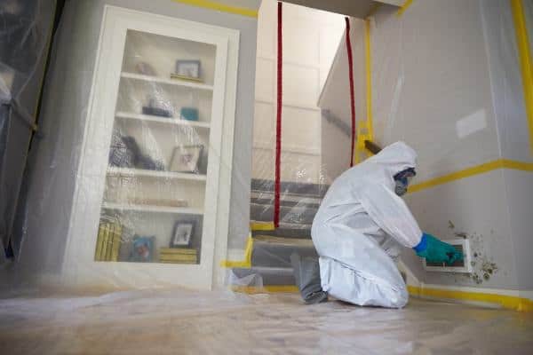 mold removal services