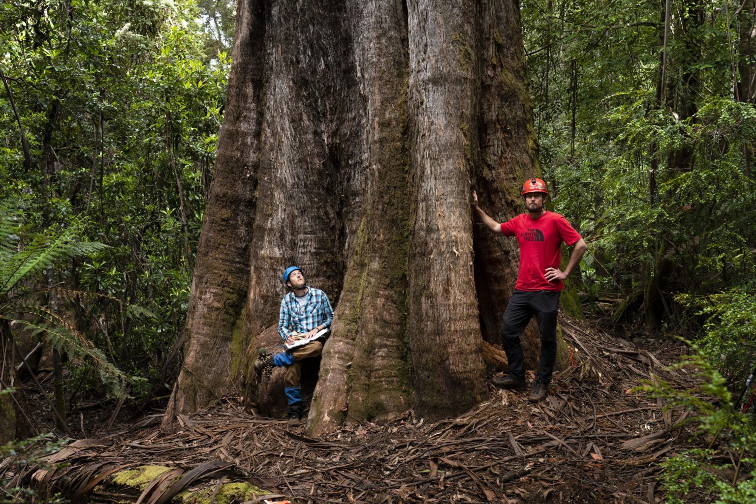 How Tall is the Tallest Flowering Tree? • Giant Tree Expeditions Tasmania