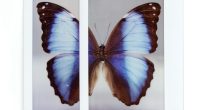 Lomo School Announcement with a diptych showing a blue and black butterfly.