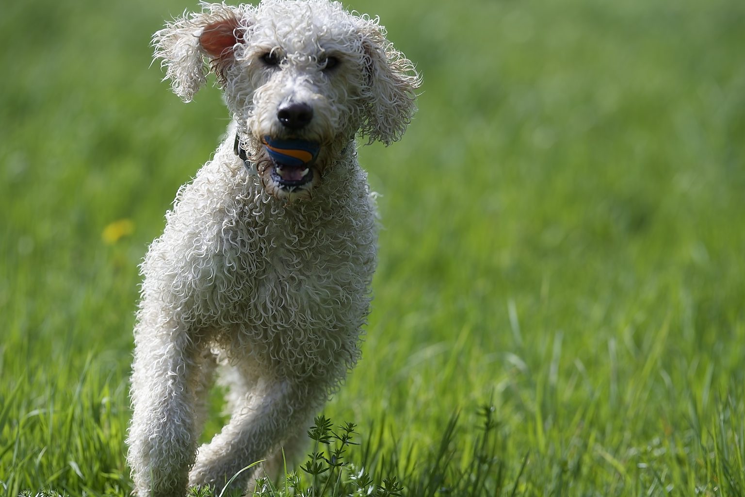 Labradoodle 2023 Labradoodle 2023