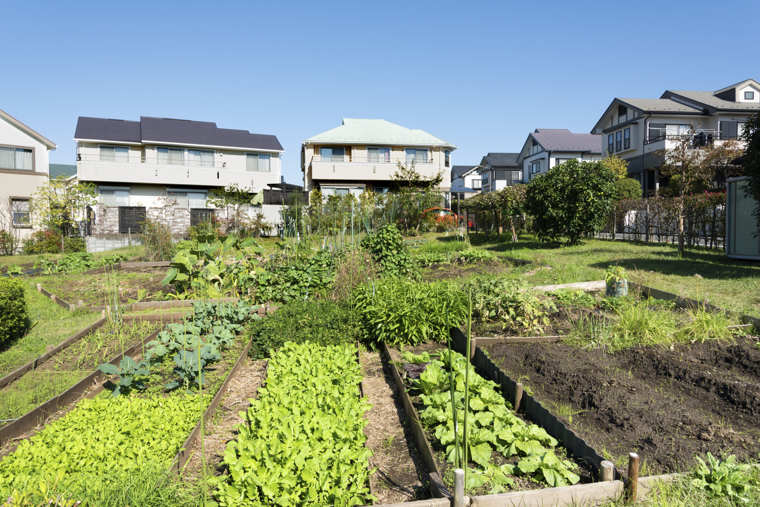 生産緑地