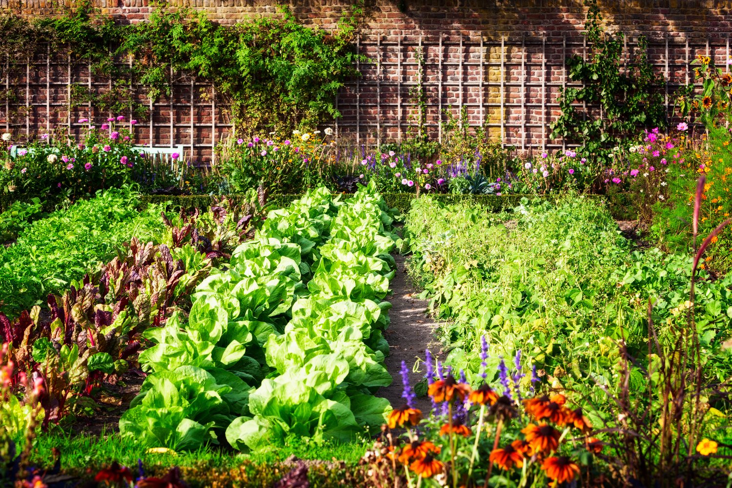 Kako zasaditi zelenjavni vrt doma?
