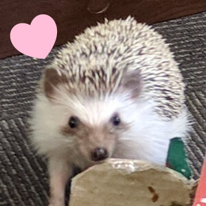 結構ガチでふれあえる 秋葉原のハリネズミカフェcheeseで昇天した かわいいハック