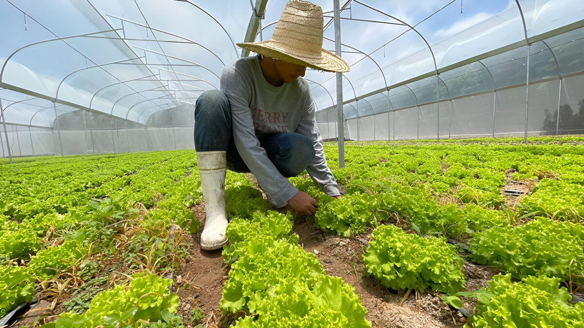 Más de 800 millones de córdobas compró Walmart a productores agrícolas y pymes nicaragüenses en 2023