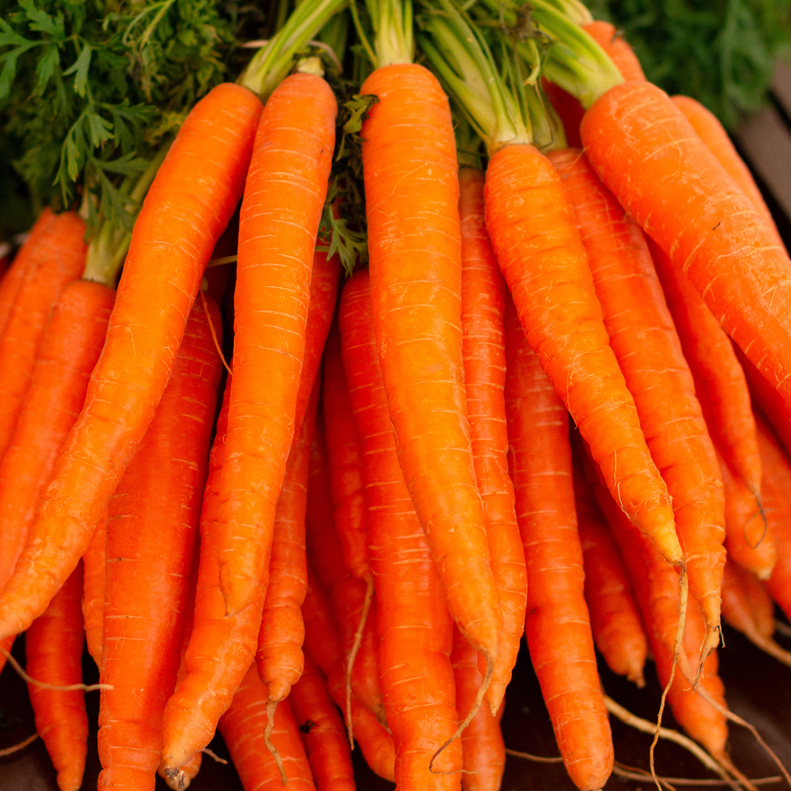 Carrot Seeds