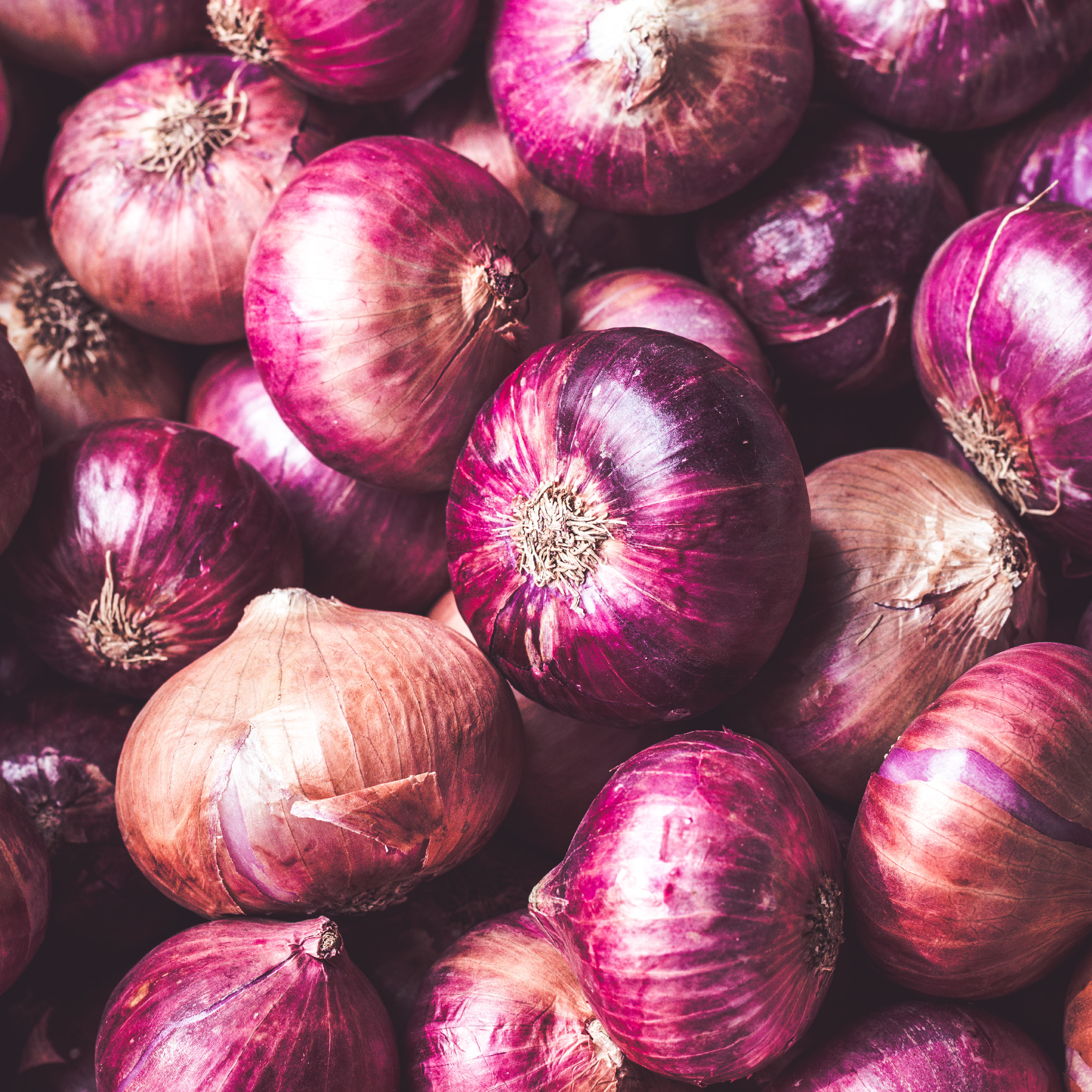 Onion Seeds