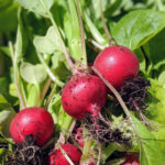 Radish Seeds