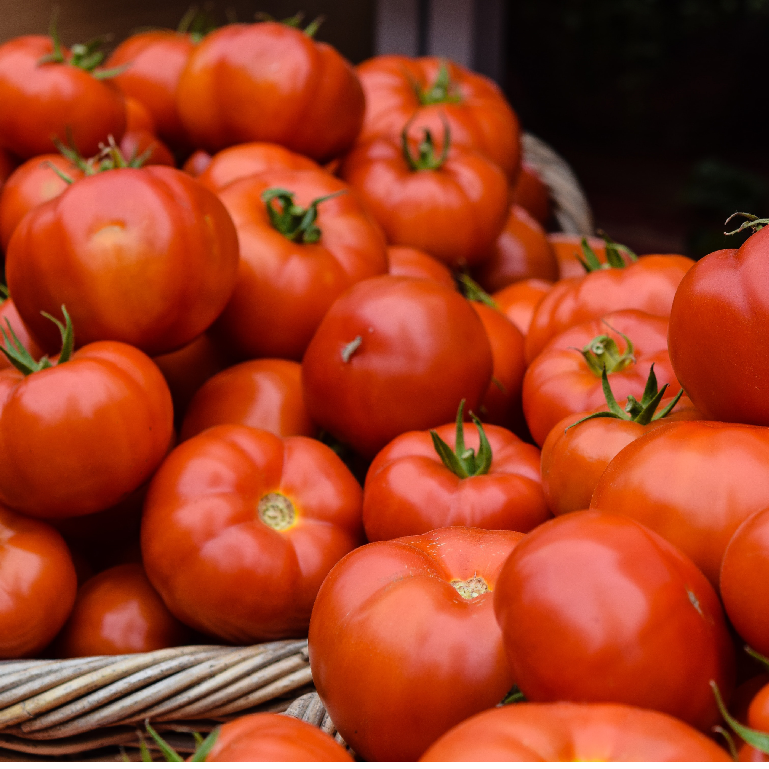 Tomato Seeds