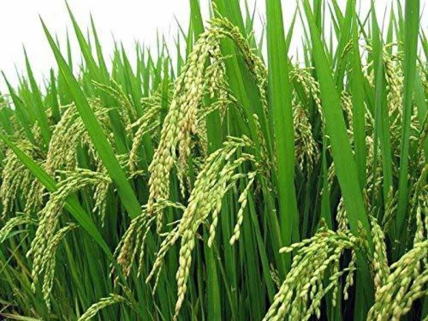 Rice Seeds