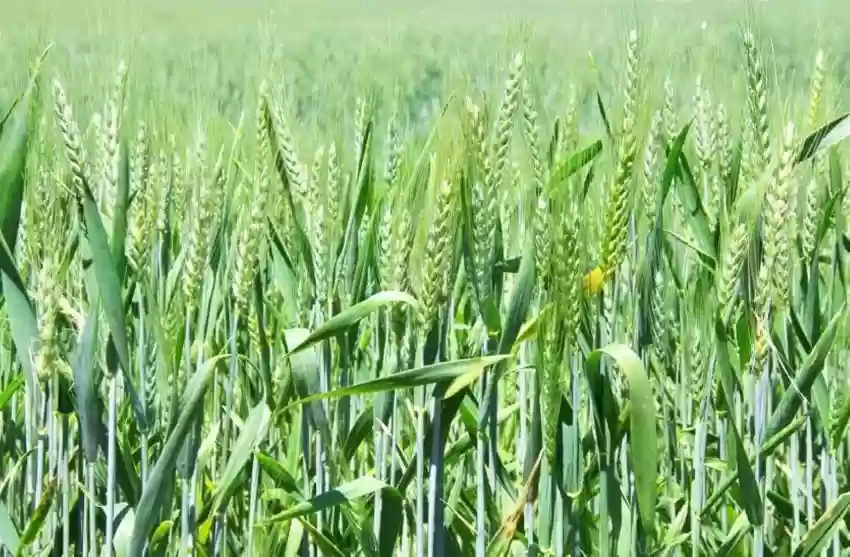 Wheat Seeds
