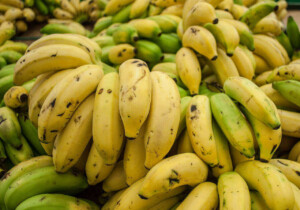 Ecuador banana