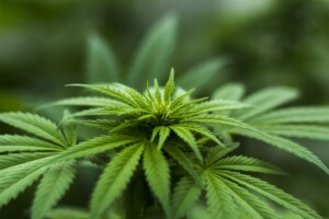 Medicinal Cannabis Colombia.