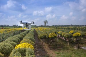 Crop field with drone flying above it